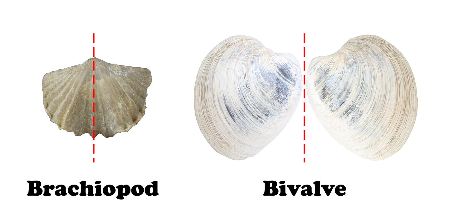 Brachiopod and bivalve symmetrical differences