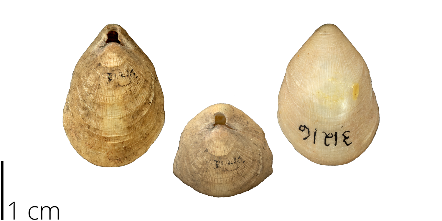 Terebratulina septentrionalis, a terebratulid brachiopod from the PRI collections