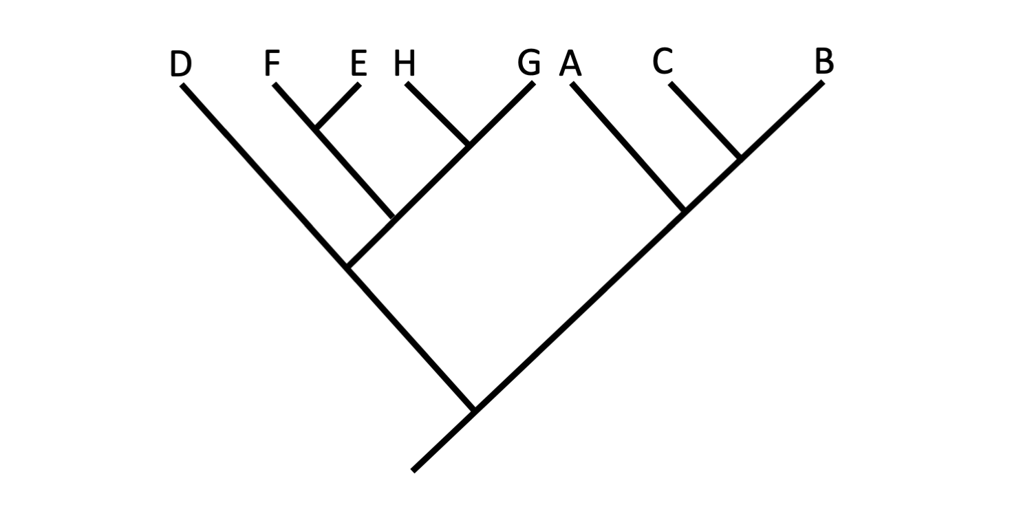 Image shows an example of a hypothetical phylogenetic tree.
