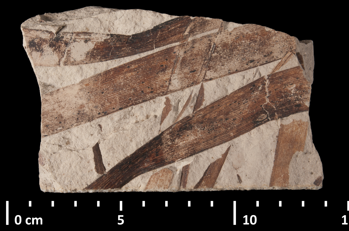 Fossil cattail leaves showing parallel arrangement of major veins from the Miocene of France.