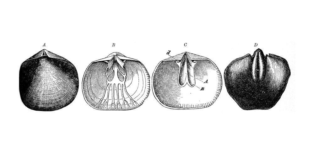 Brachiopod features that can preserve in external or internal molds