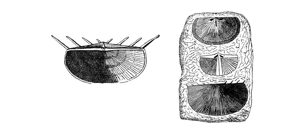 Brachiopod hinge spine diversity