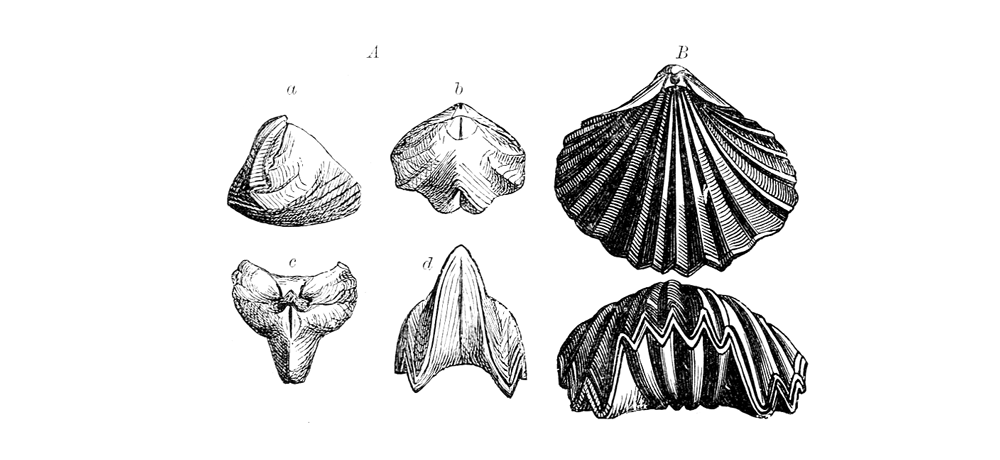 Examples of brachiopods with coarse ribbing