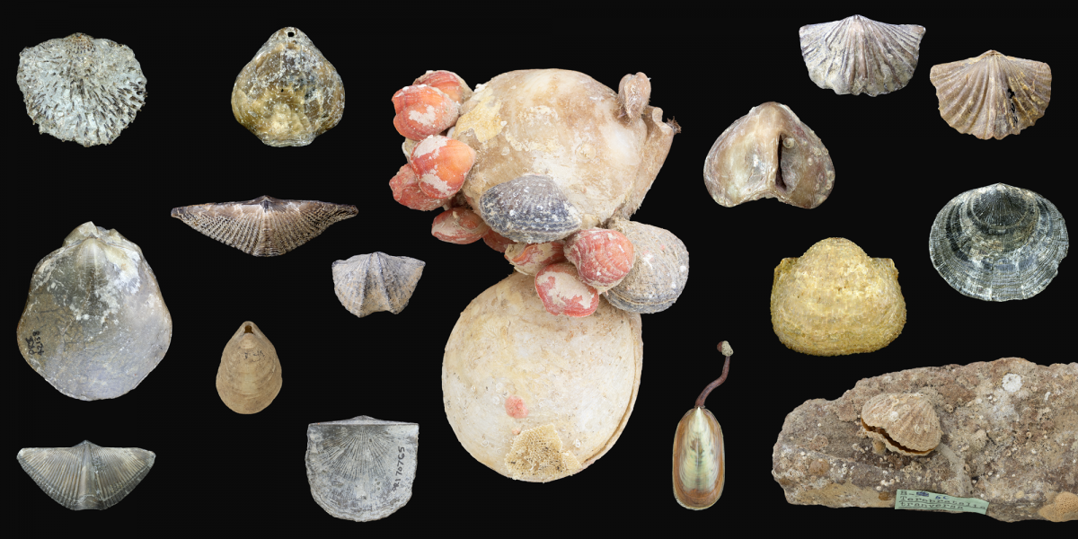 Diversity of brachiopod specimens from the collections at PRI