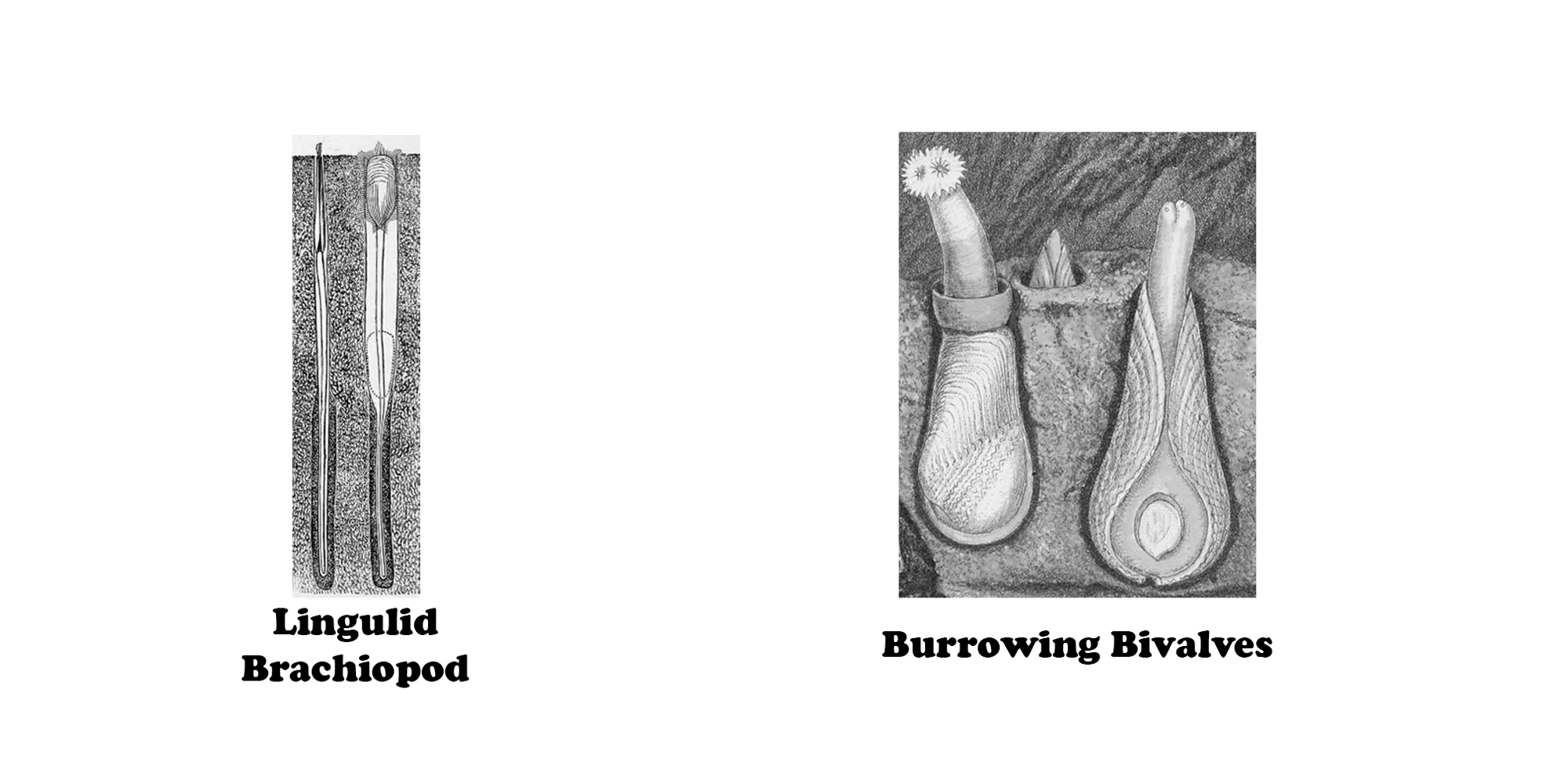 Examples of burrowing brachiopods and bivalves