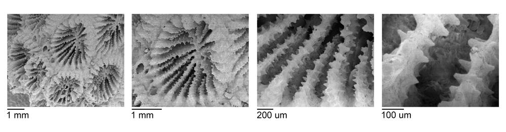 Image that shows SEM photos of coral micromorphological features.