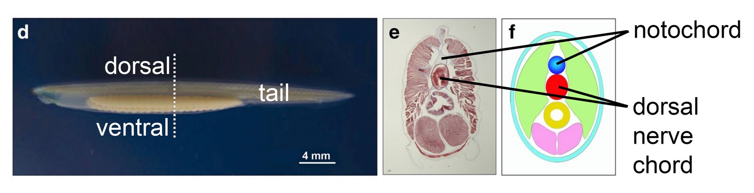 Image showing the anatomy of an amphioxus.