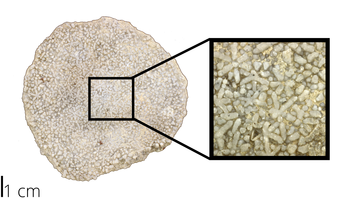 Photograph of the Clacarea order Heteractinida fossil sponge and spicules