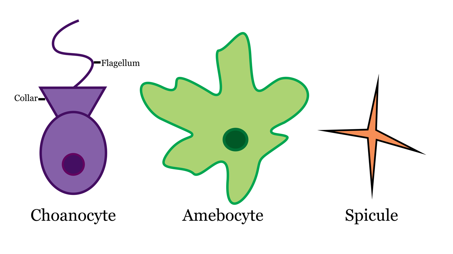 Diagram of sponge cells (choanocyte and amebocyte) and spicule