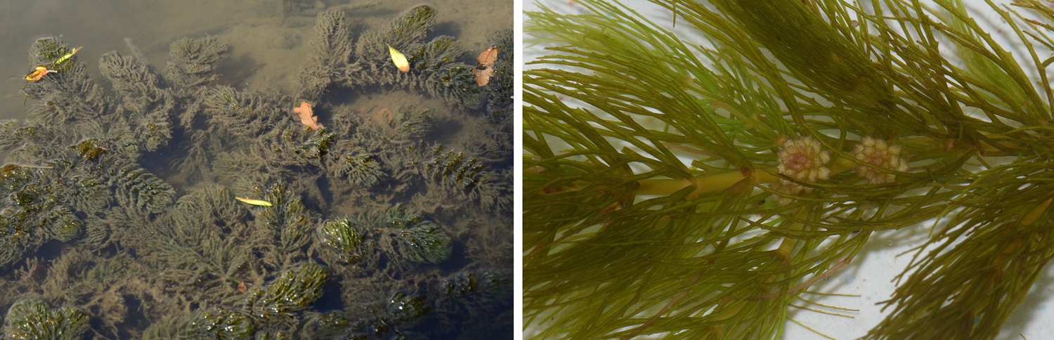 2-Panel figure of Ceratophyllum, or hornwort, an aquatic plant. Panel 1: Hornworts growing in water. Panel 2: Detail of a shoot with leaves and staminate flowers.