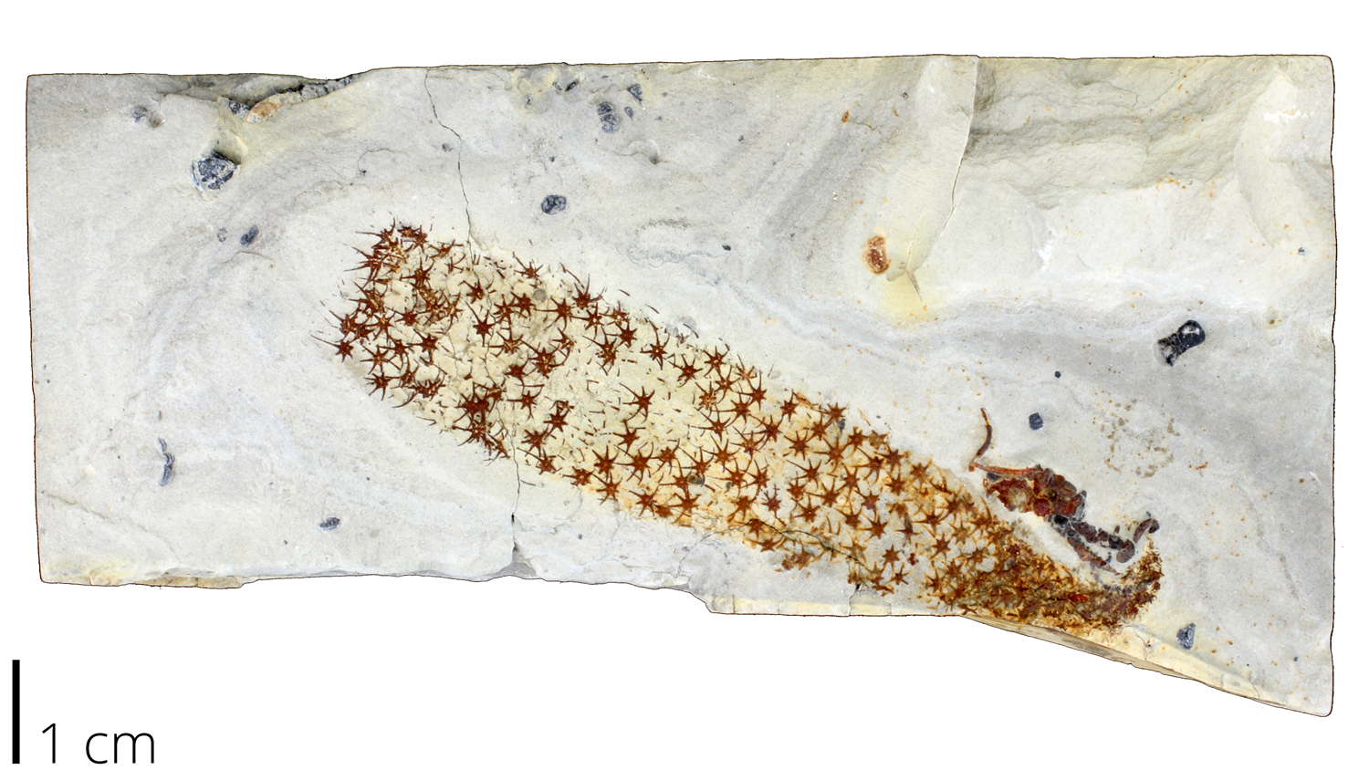 Photograph of an early sponge from the Middle Cambrian