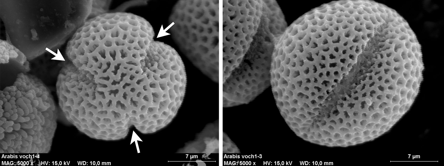 2-Panel figure of tricolpate pollen grains of Arabis (rockcress). Panel 1: Polar view in which 3 apertures are visible. Panel 2: Equatorial (lateral) view showing one slit-like aperture.