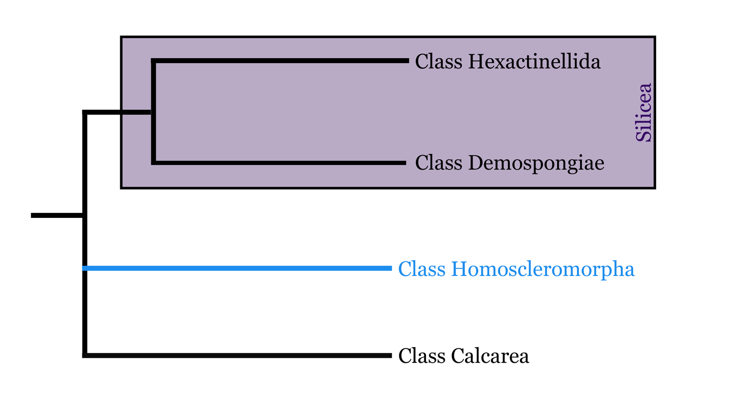 Diagram of class Homoscleromorpha phylogeny