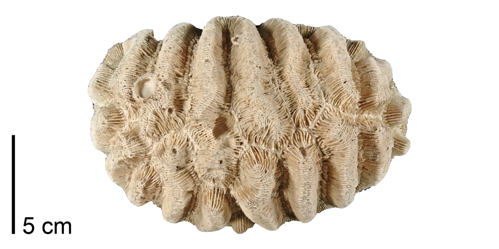 Photograph of a fossil of the colonial coral Manicina areolata.