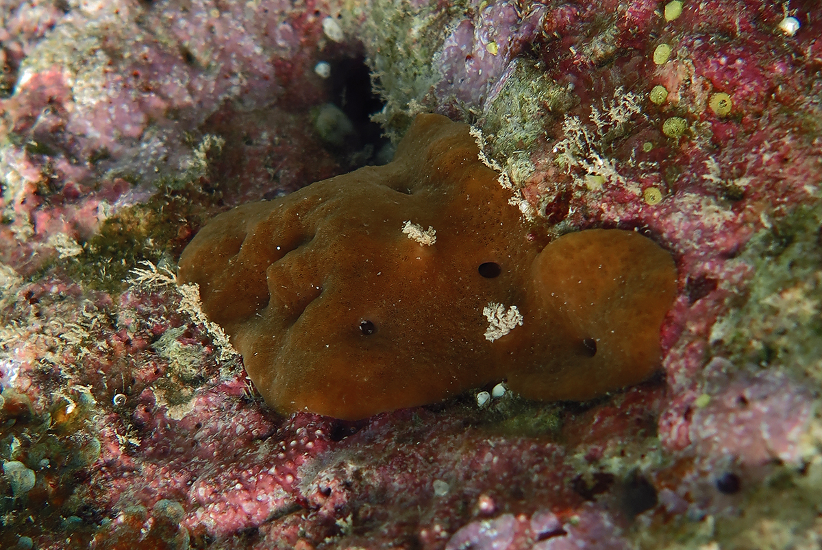 Photograph of a Homoscleromorph sponge, Plakortis sp.