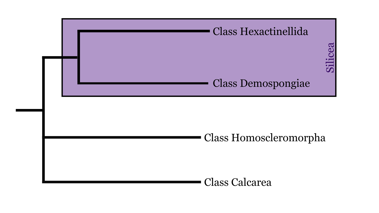 Diagram of Porifera phylogeny