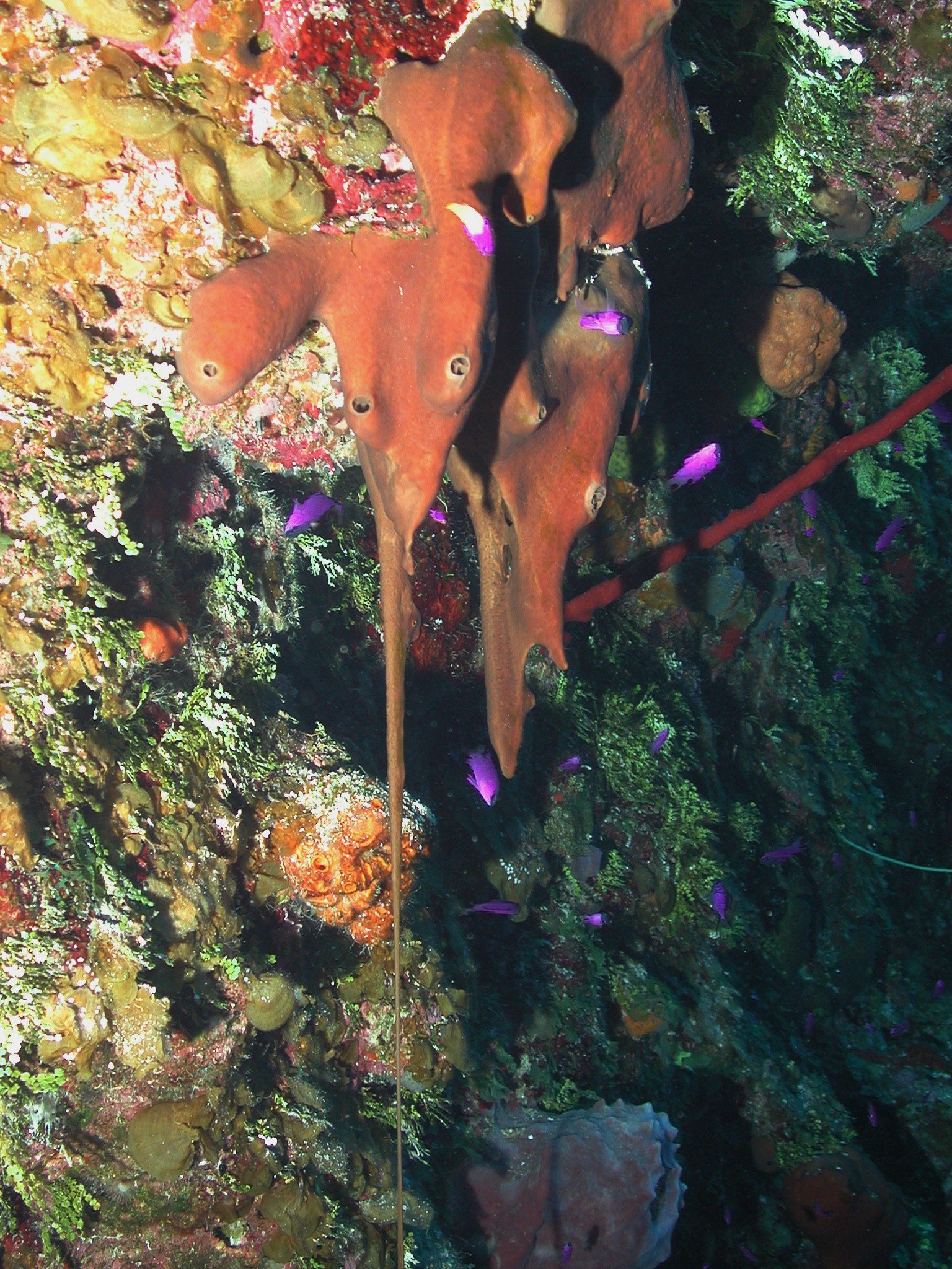 Photograph of a Homoscleromorph liver sponge