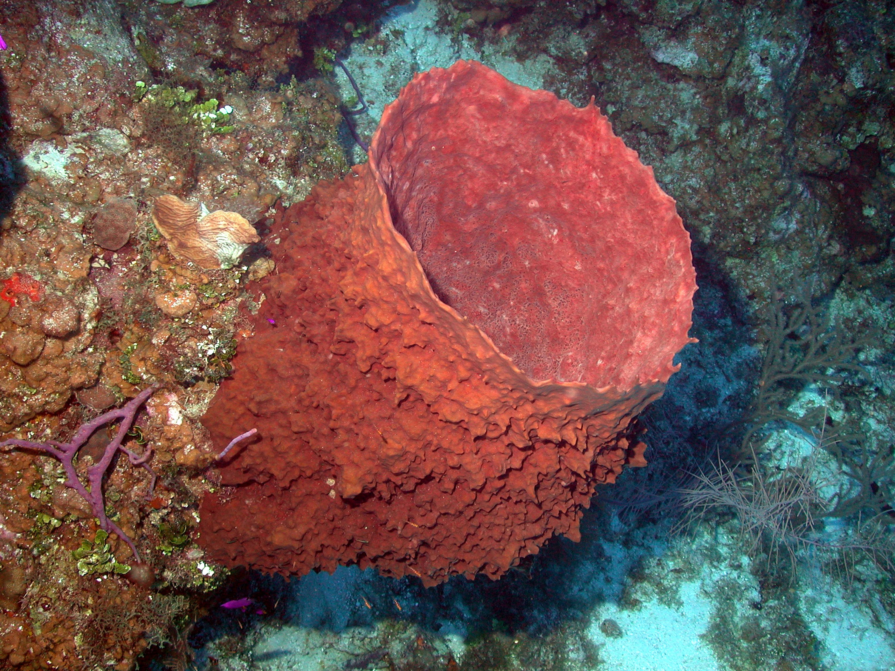 Photograph of a barrel sponge (Xestospongia muta)