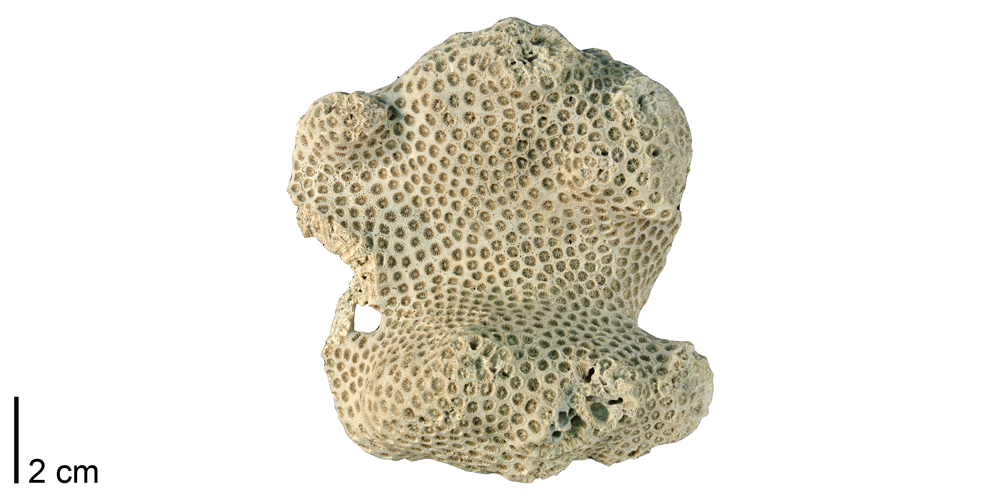 Photograph of a fossil specimen of the colonial coral Solenastrea hyades.