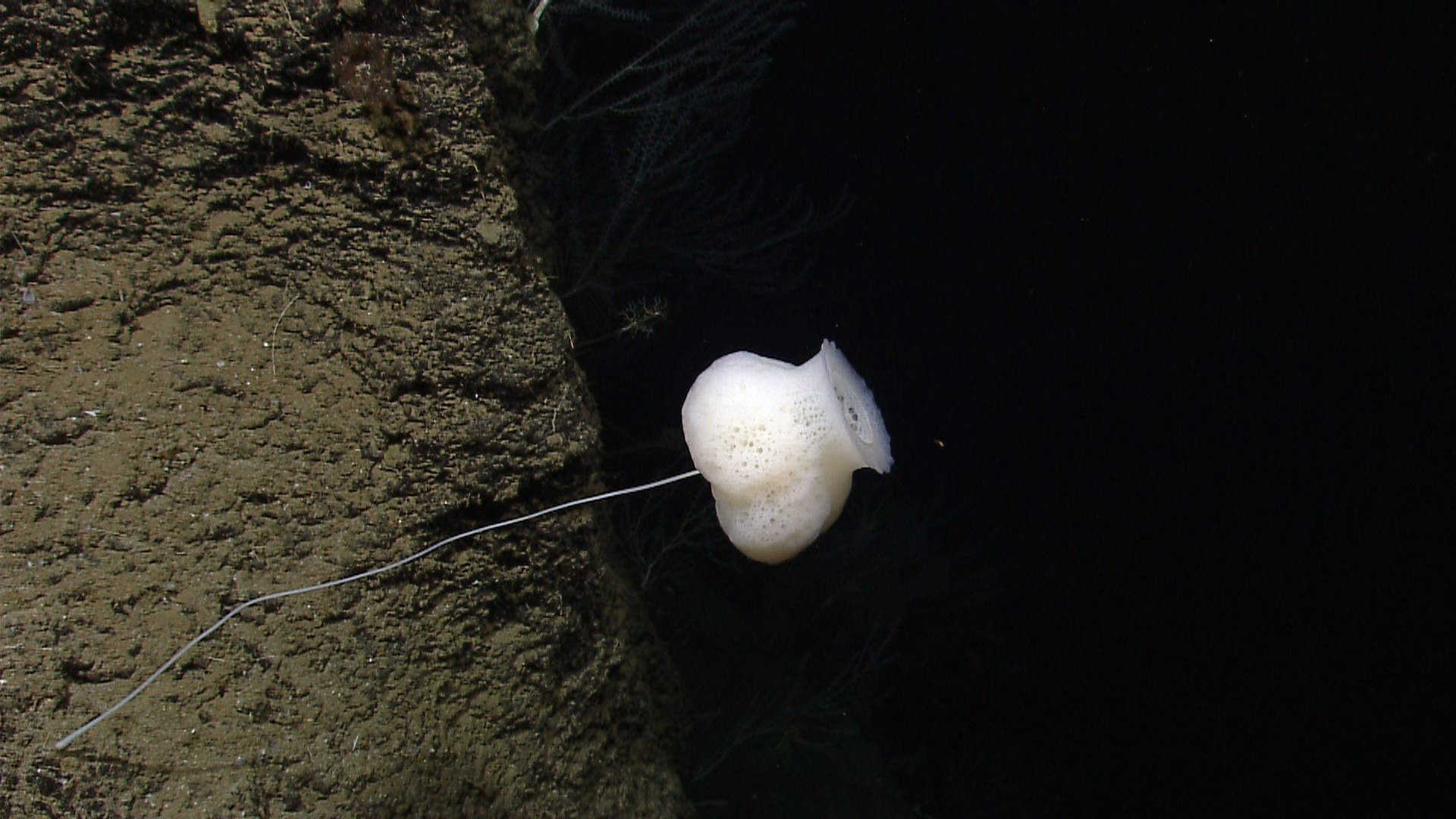 Photograph of a stalked glass sponge