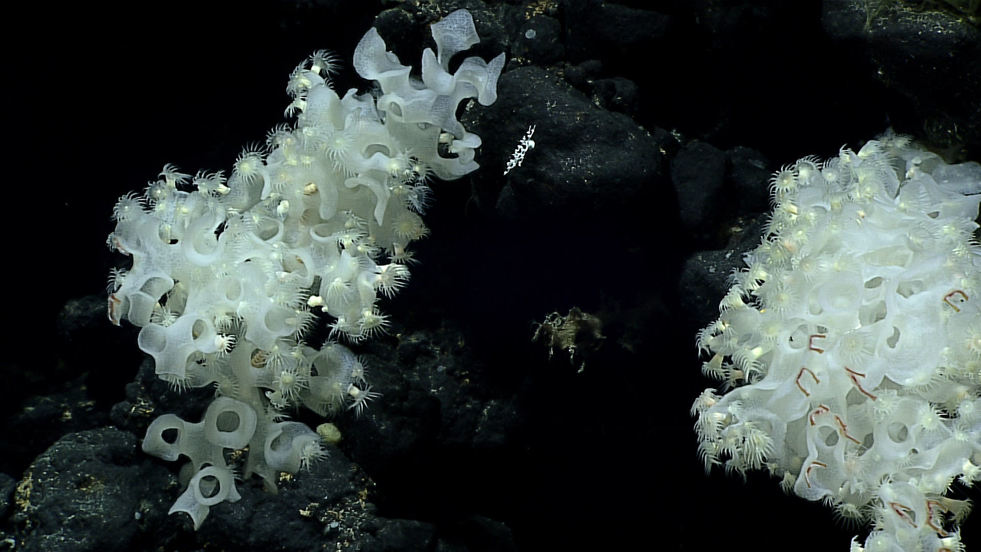 Photograph of a glass sponge from family Farreidae