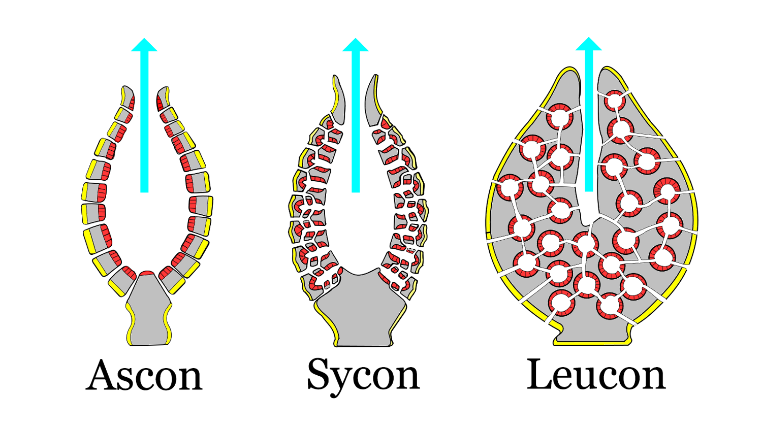 Diagram of sponge body plans of increasing complexity; ascon, sycon, leucon