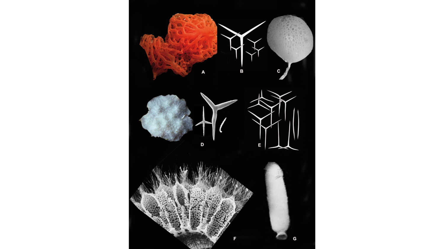 Photograph of real spicule and body plan diversity of Calcarea