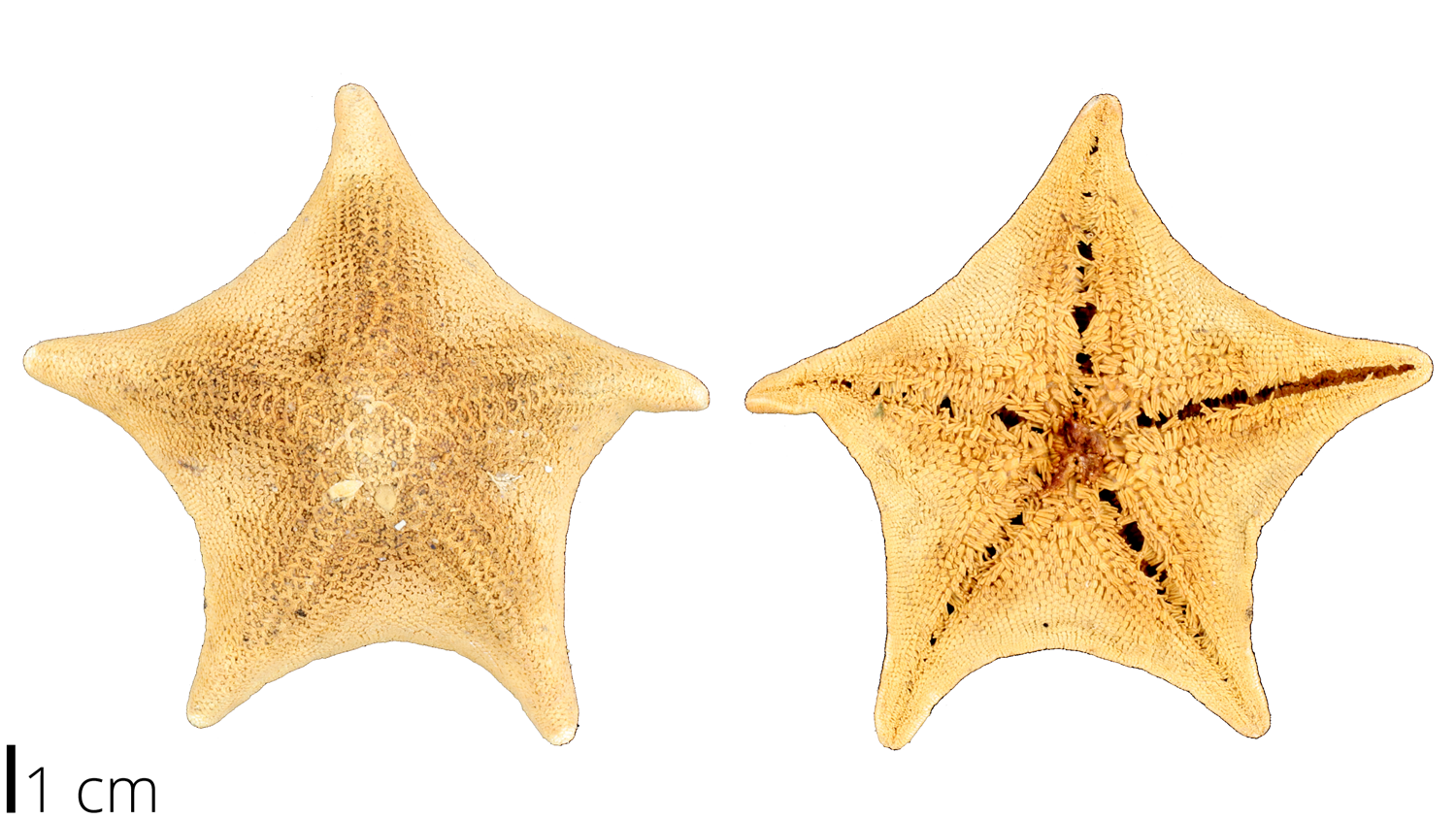Photograph of a recent Ceramaster leptoceramus sea star