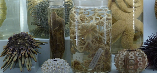 Modern echinoderms preserved in jars with echinoid tests on display