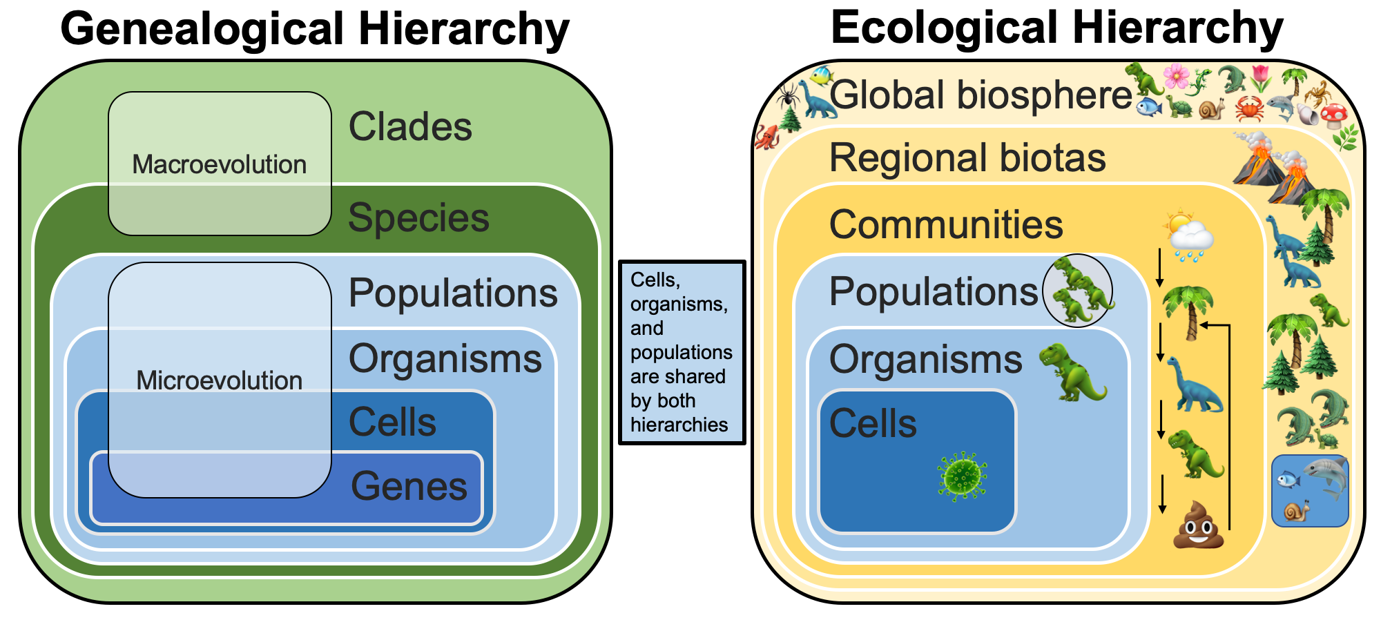 Diagram showing the genealogical and ecological hierarchies, as well as relationships between them.