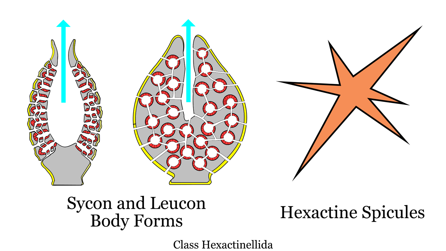 Diagram showing Hexactinellida body plan and spicules