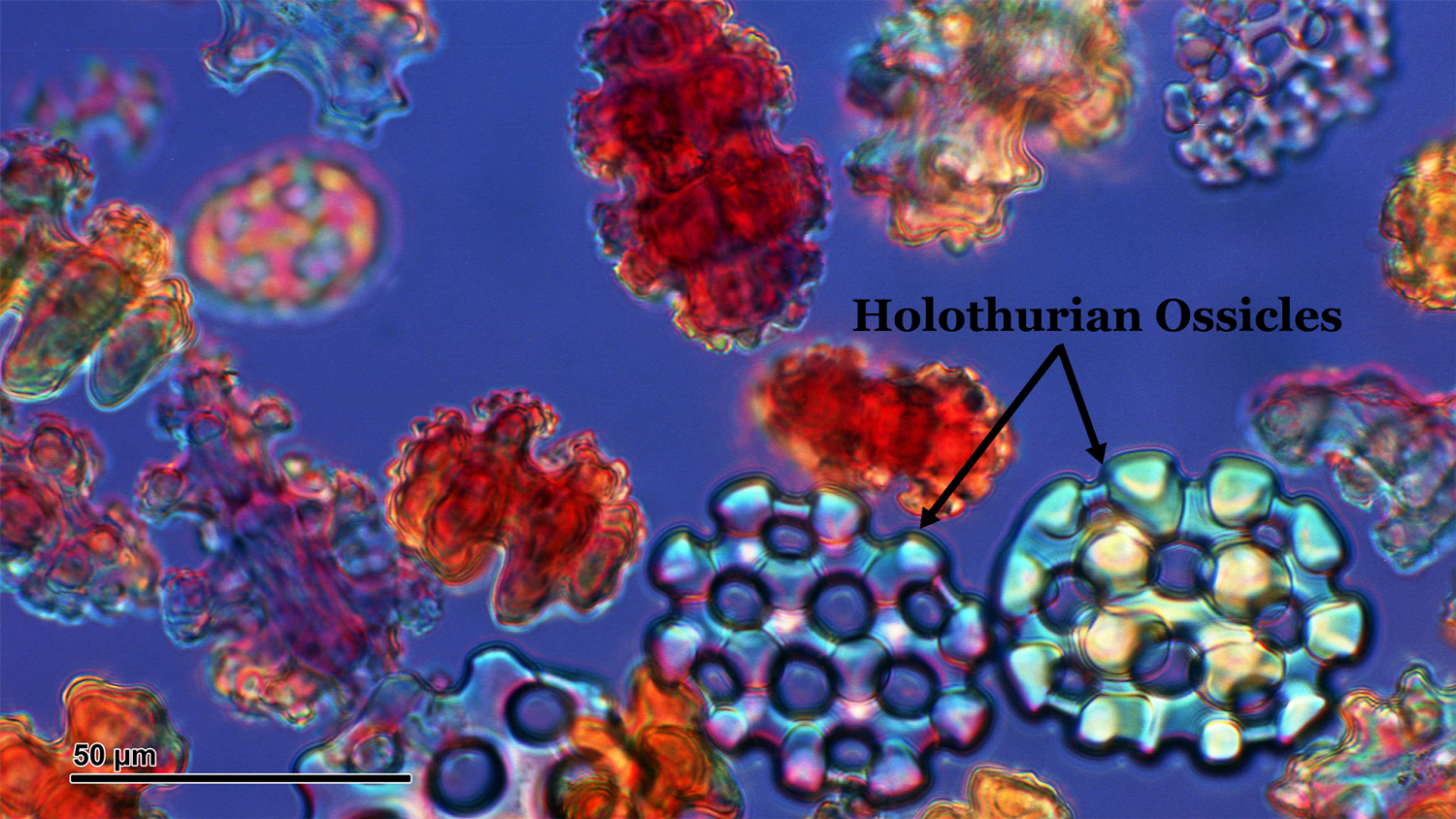 A microscopic image of sponge, coral, and sea cucumber ossicles.