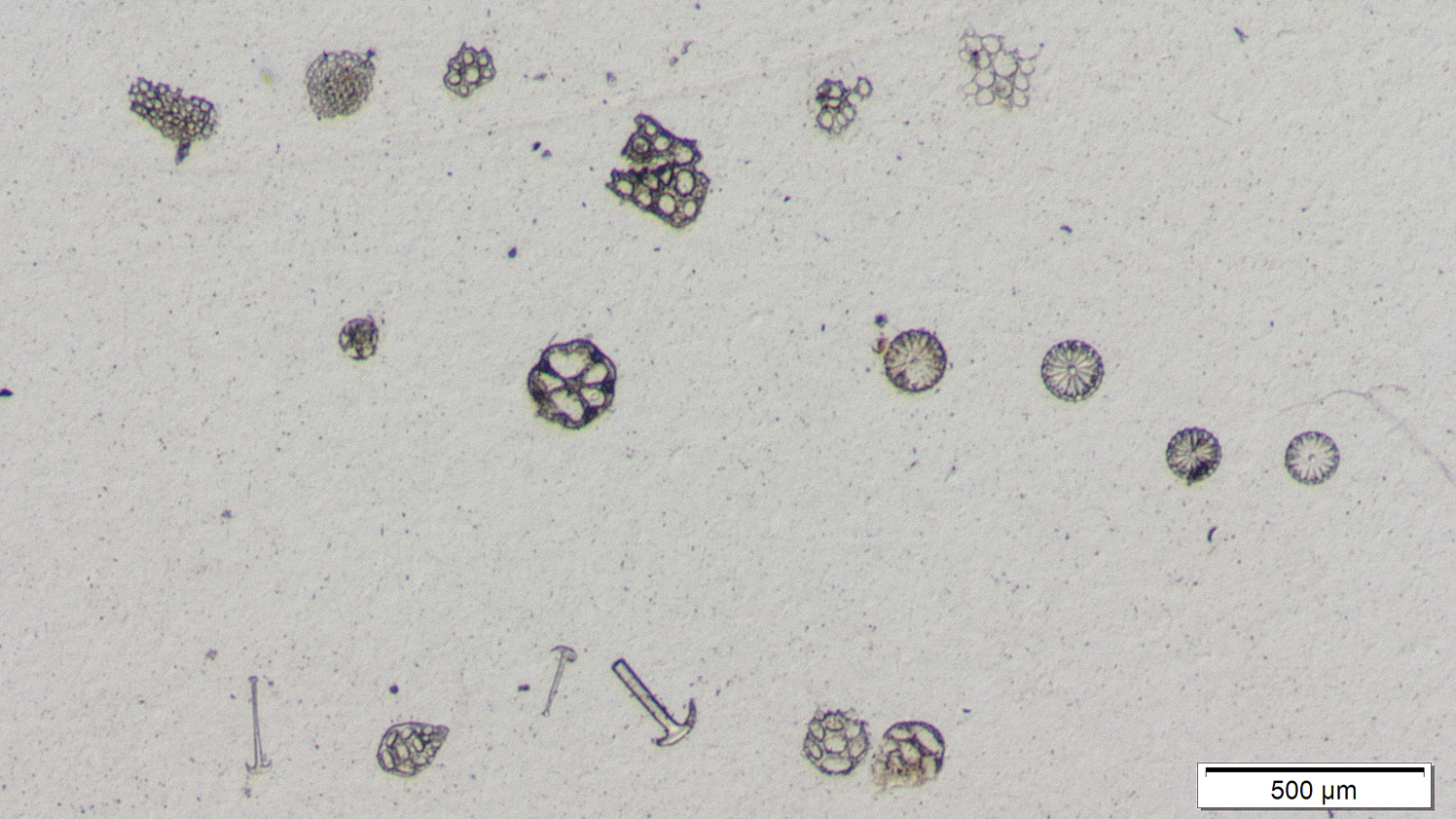 Image of Chirodota curriculum fossil spicules and ossicles from the Eocene of France