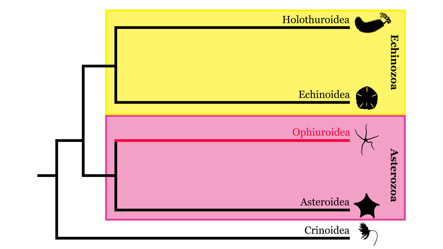 Image of Echinodermata phylogeny, highlighting where Ophiuroidea sits