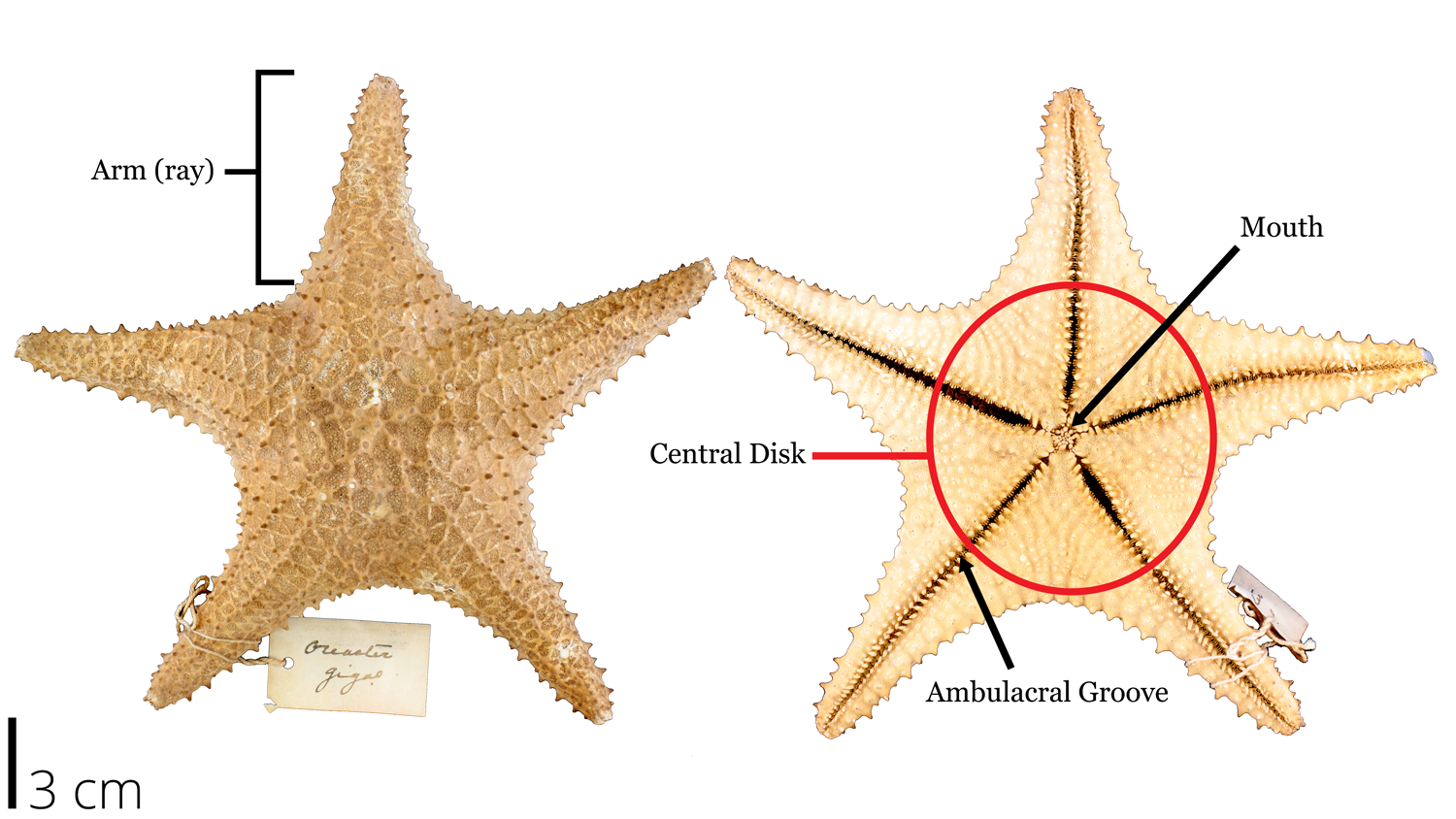 Image of a recent dried out sea star with labelled morphology