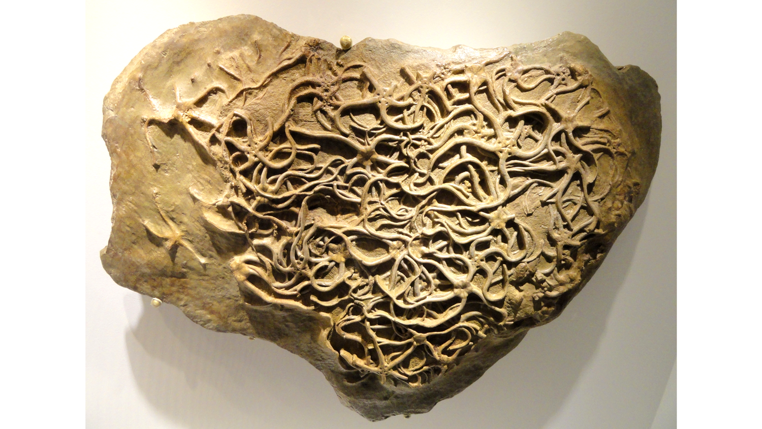 Photograph of Paleocoma egertoni brittle stars from the Jurassic of England