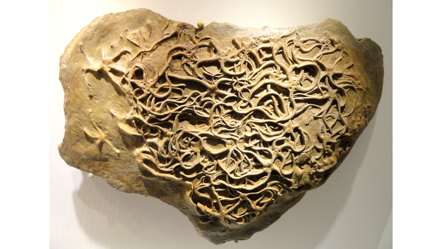 Photograph of Paleocoma egertoni brittle stars from the Jurassic of England