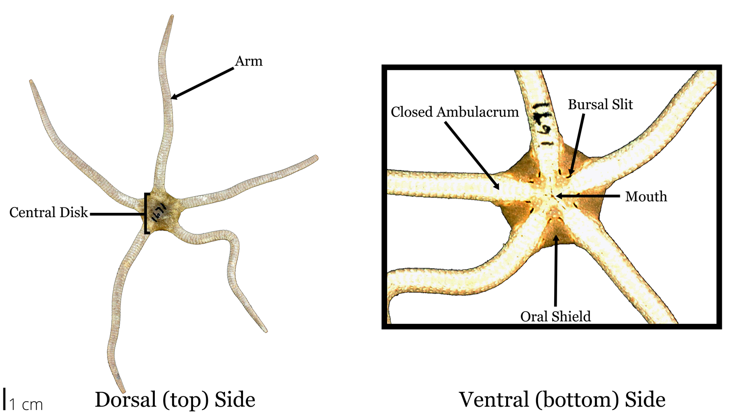 Photograph of a brittle star specimen with labelled morphology