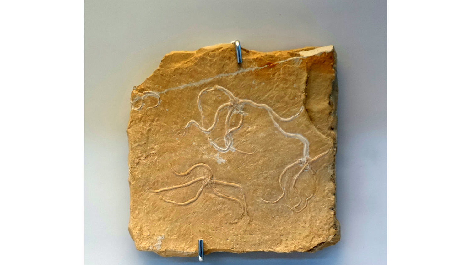 Photograph of Sinosura kehlheimense brittle stars on display at the Naturhistorisches Museum Nürnberg in Nuremberg, Germany