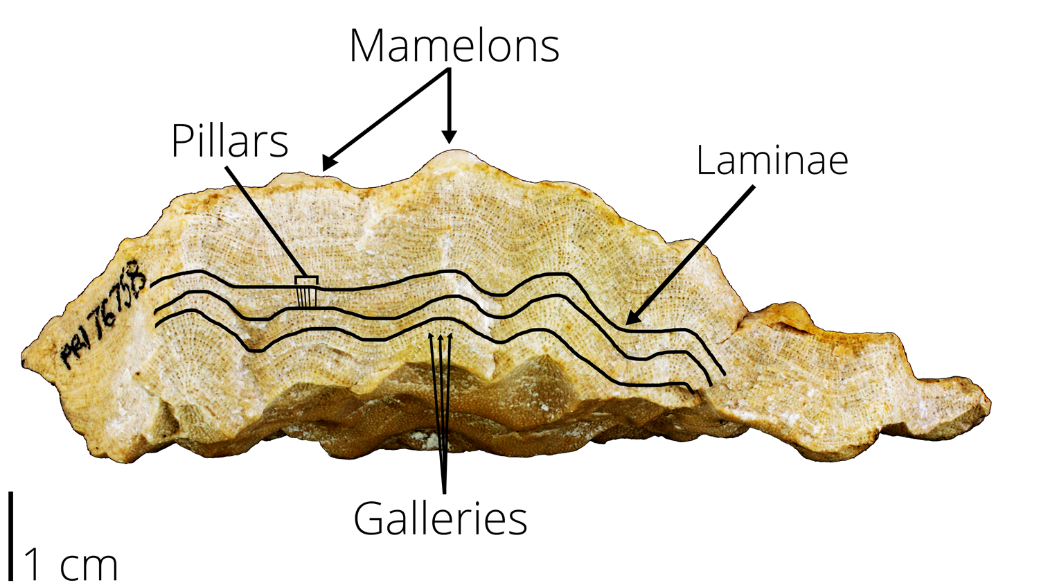 Diagram showing stromatoporoid features, including pillars, mamelons, galleries, and laminae