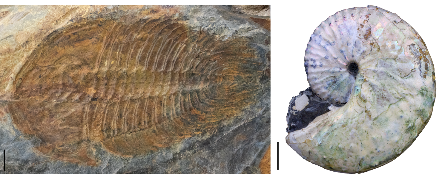 Photographs of trilobite and ammonite fossils.