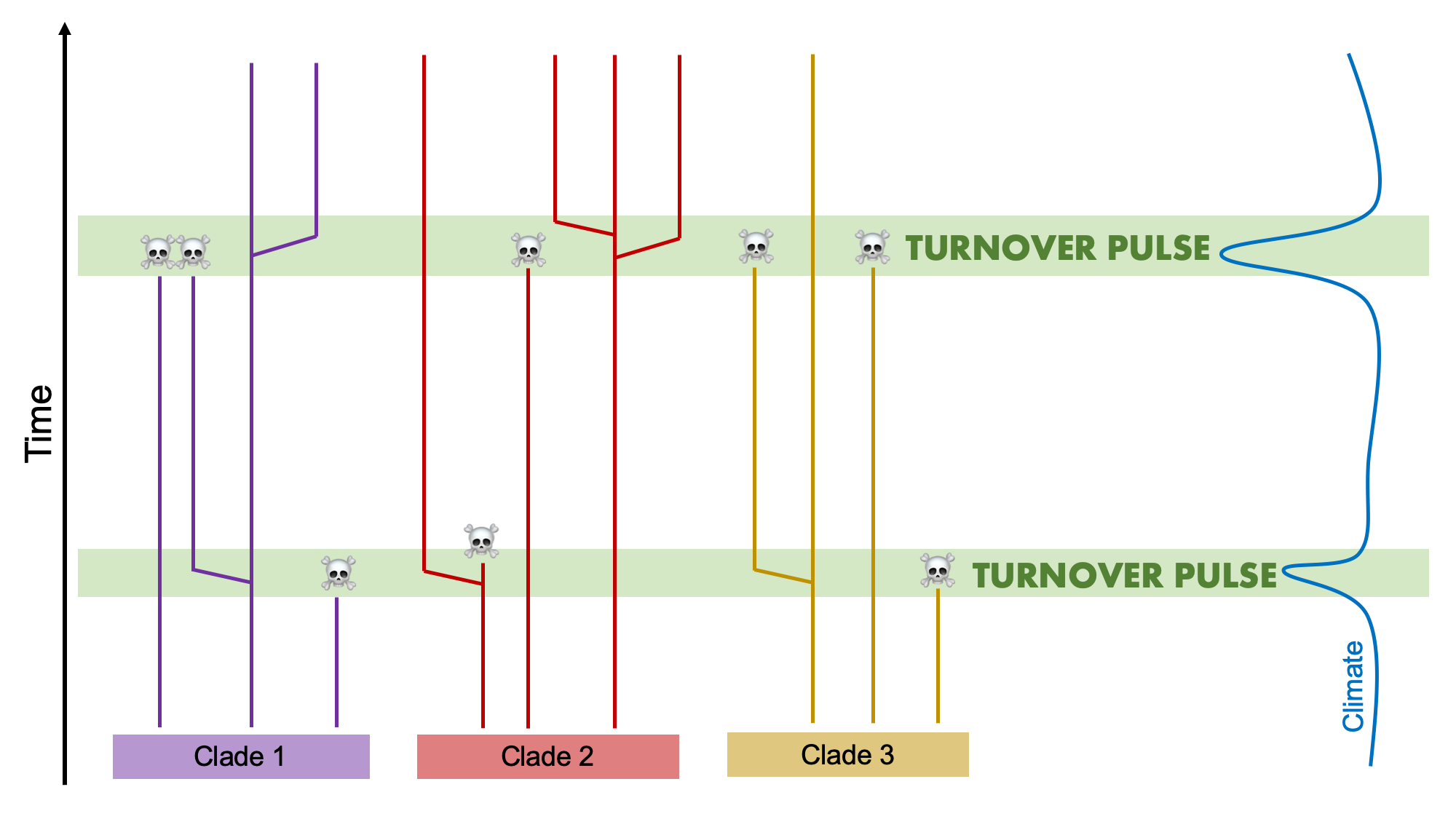 Image showing what a pattern of turnover pulse looks like.