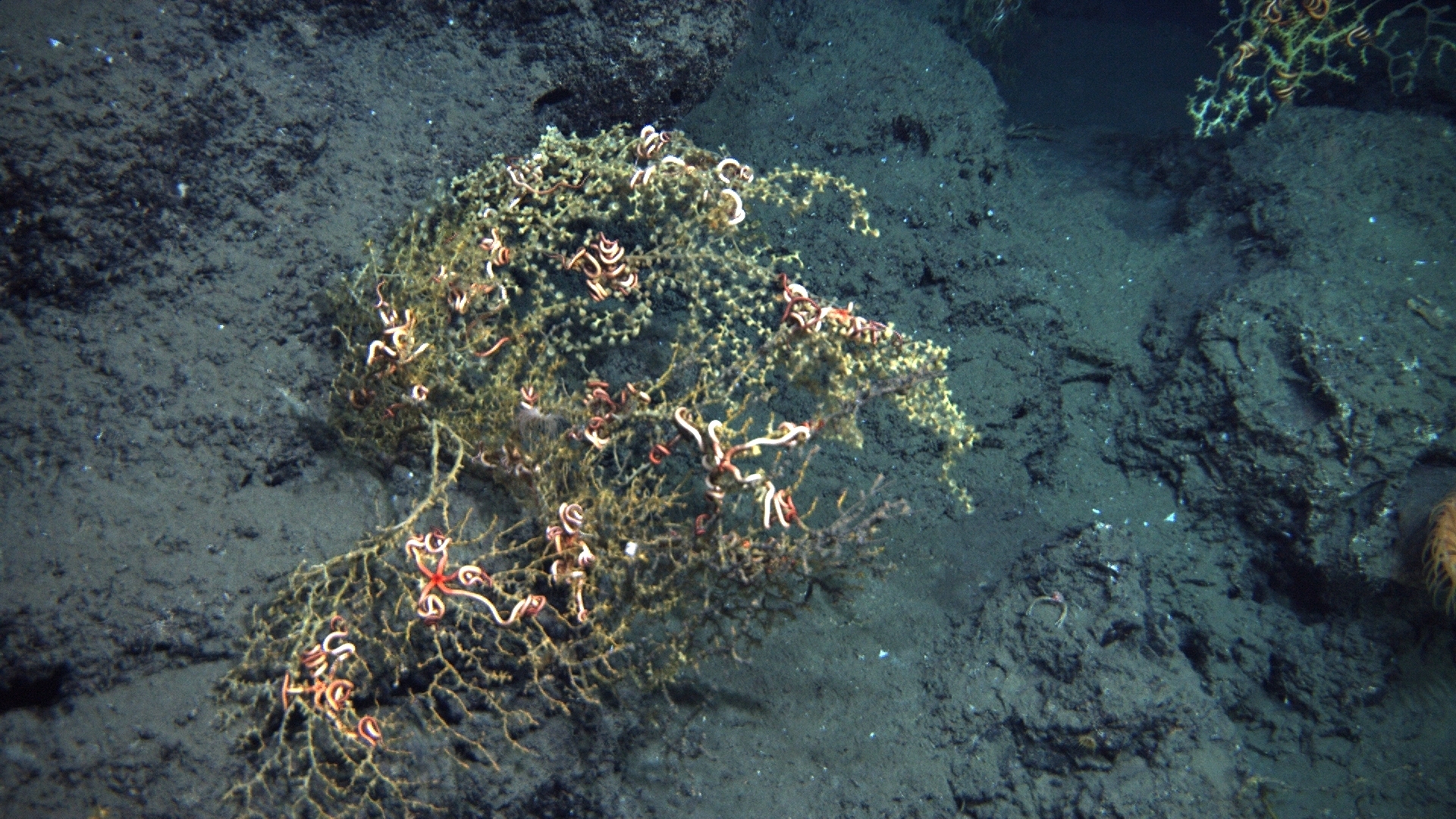 Photograph of deep-sea corals full of brittle stars, but surrounded by an area covered in floc from the Deepwater Horizon oil spill