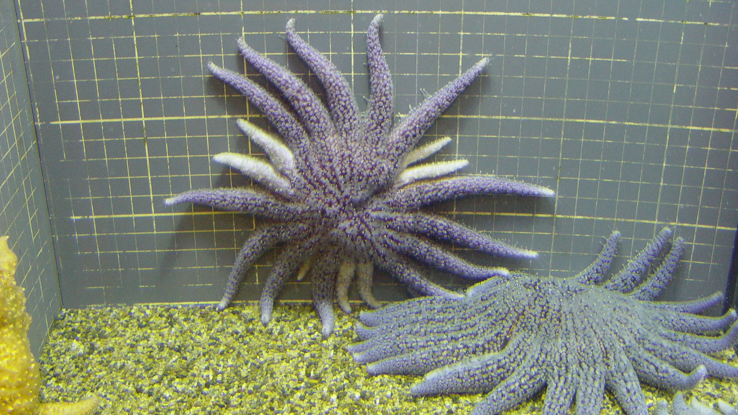 Photograph of a sea star regenerating at least seven arms
