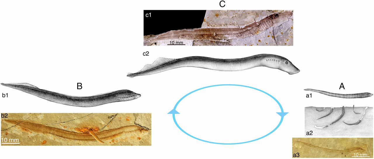 Image showing the life cycle of a fossil lamprey from the Cretaceous of Mongolia.