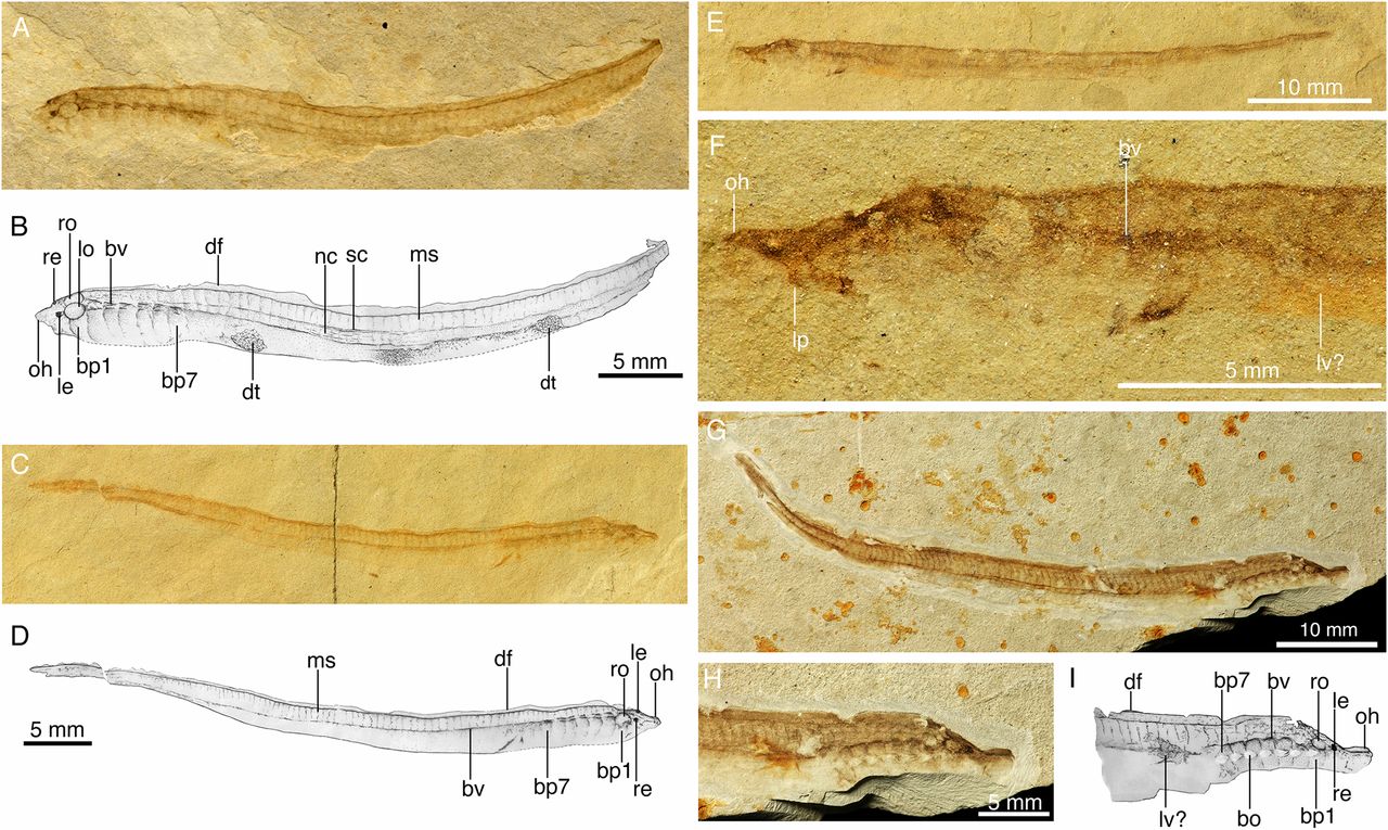 Photograph of fossil lamprey from the Cretaceous of Mongolia.