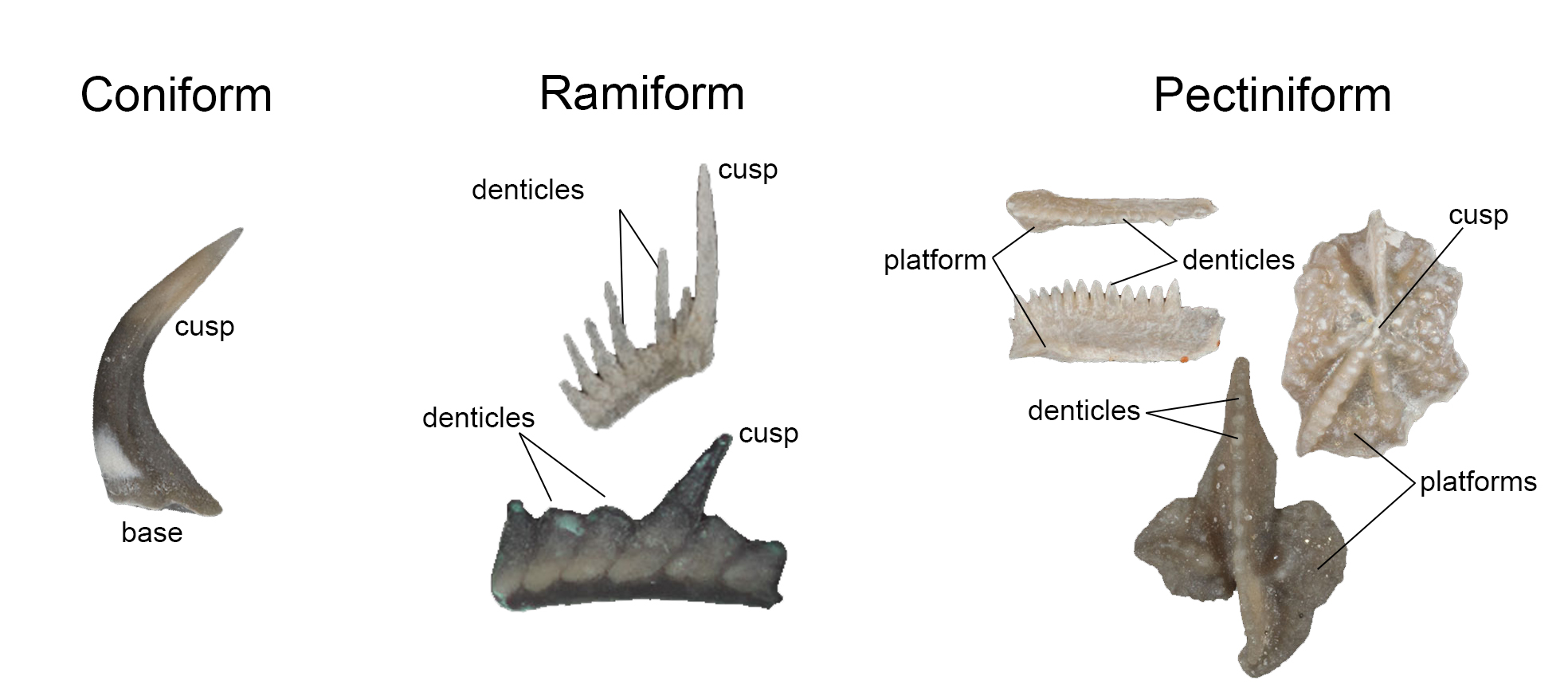 Image showing the basic types of conodont elements.