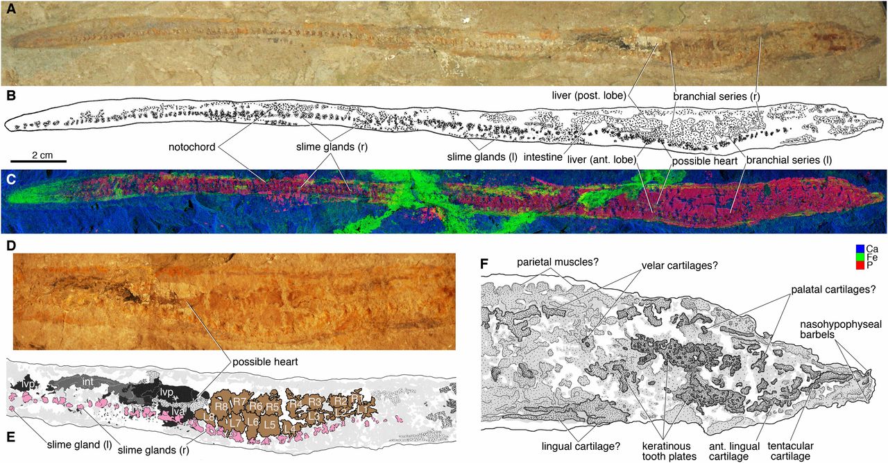 Images of a fossil hagfish from the Cretaceous of Lebanon.