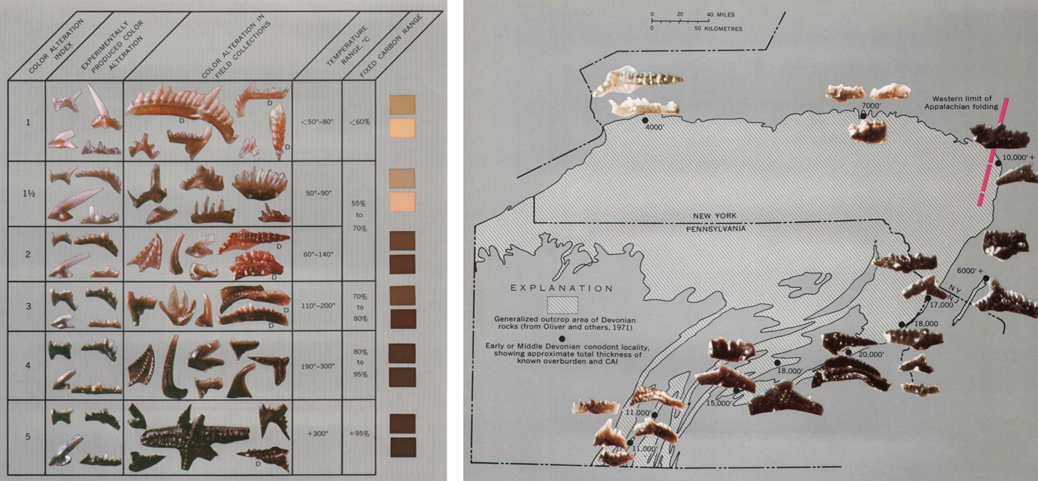 Image showing how the color of a conodont element documents its depth of burial.