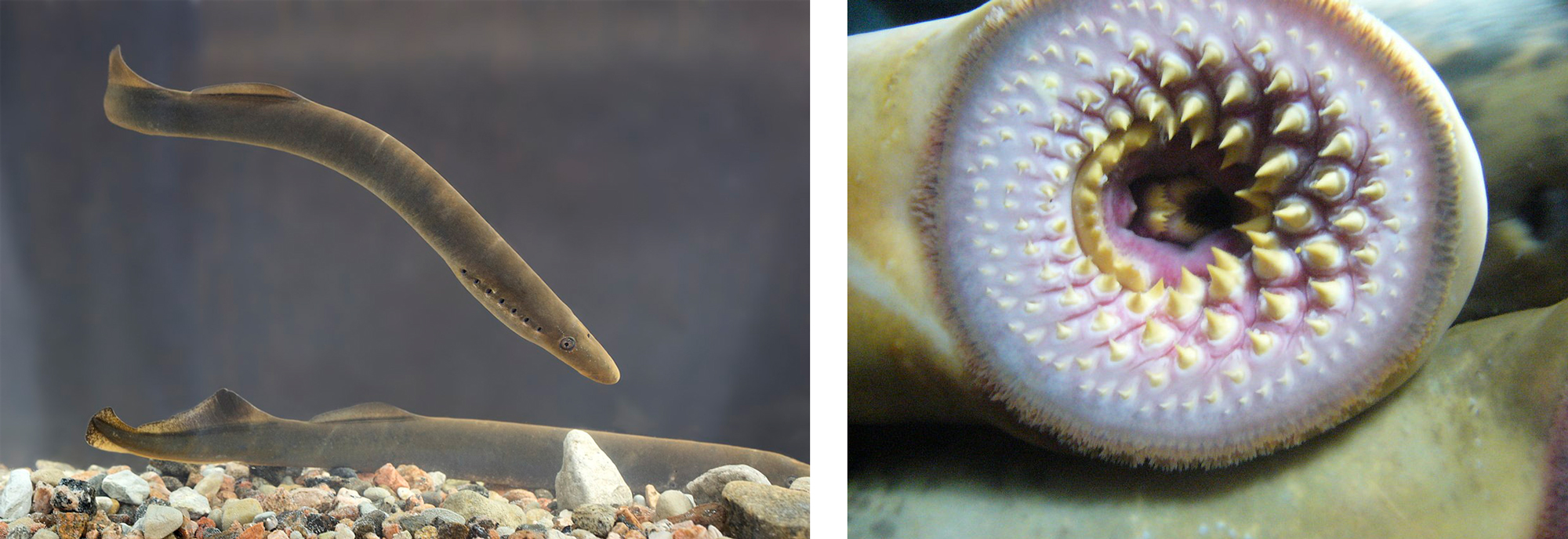 Photographs of lampreys.